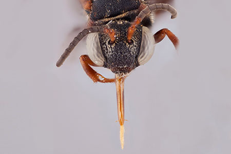[Pseudepeolus carinata female (anterior/face view) thumbnail]